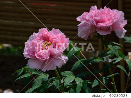 ボタン属（牡丹、芍薬）の花 40280523