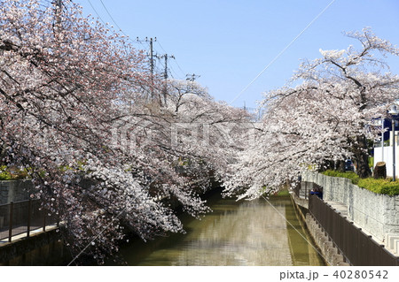埼玉県戸田市の風景 美笹の桜 埼玉県戸田市の風景 美笹の桜 40280542