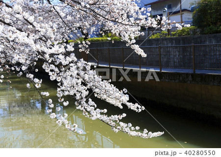 埼玉県戸田市の風景　美笹の桜 40280550