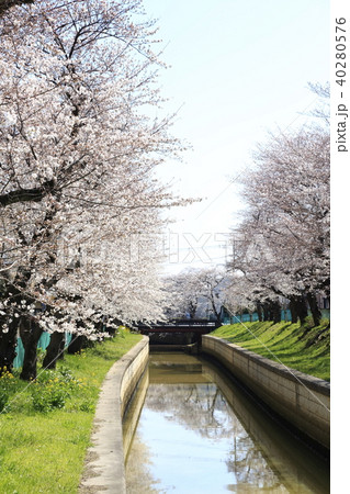 埼玉県戸田市の風景 美笹の桜 埼玉県戸田市の風景 美笹の桜 40280576
