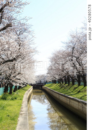 埼玉県戸田市の風景 美笹の桜 埼玉県戸田市の風景 美笹の桜 40280578