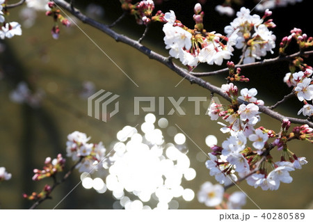 埼玉県戸田市の風景 美笹の桜 埼玉県戸田市の風景 美笹の桜 40280589