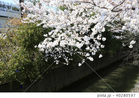 埼玉県戸田市の風景　美笹の桜 40280597