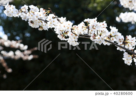 埼玉県戸田市の風景 美笹の桜 埼玉県戸田市の風景 美笹の桜 40280600