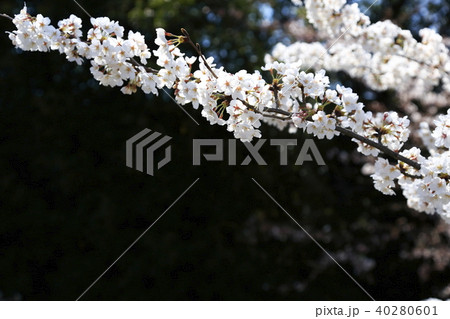 埼玉県戸田市の風景 美笹の桜 埼玉県戸田市の風景 美笹の桜 40280601