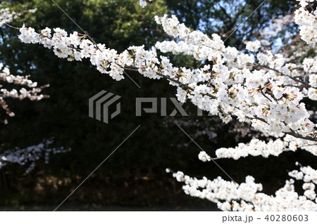 埼玉県戸田市の風景 美笹の桜 埼玉県戸田市の風景 美笹の桜 40280603