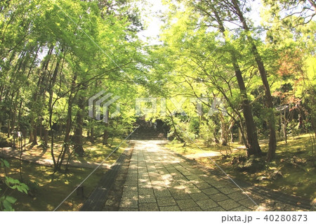 新緑の五台山 参道 新緑の五台山 参道 40280873