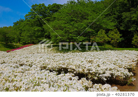 つつじ公園 つつじ公園 40281370