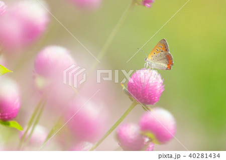 蓮華　シジミチョウ 40281434