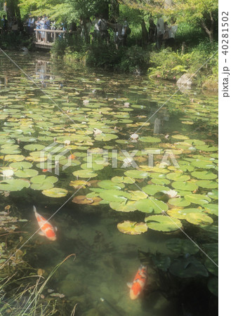 モネの池 モネの池 40281502