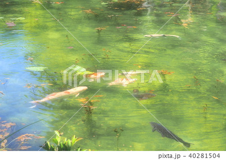 モネの池 40281504