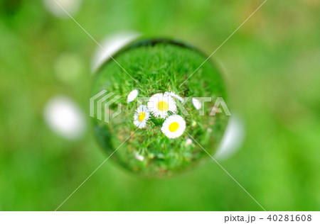 ハルジオン玉 ハルジオン玉 40281608