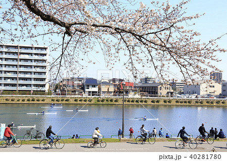 埼玉県戸田市の風景 戸田ボートコース　桜 40281780
