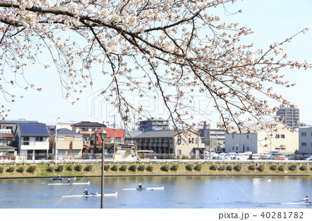 埼玉県戸田市の風景 戸田ボートコース　桜 40281782