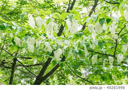 ハンカチの木 40281998