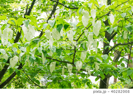 ハンカチの木 40282008