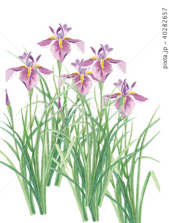 菖蒲　ショウブ 40282657