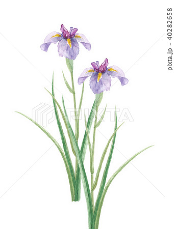 菖蒲　ショウブ 40282658