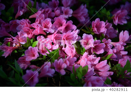 ツツジ ツツジ 40282911