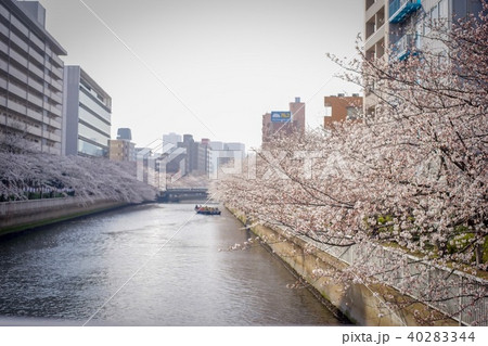 春の大横川 春の大横川 40283344