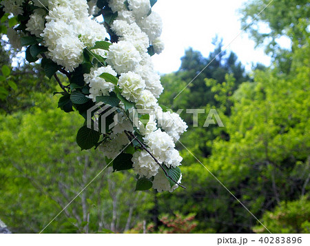 オオデマリ 40283896