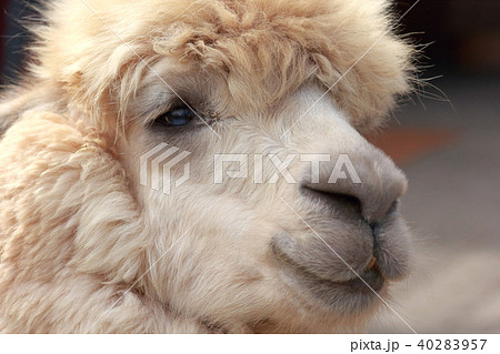 可愛い子供のアルパカの顔 顔アップ 動物の写真素材