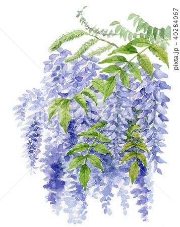 水彩で描いた藤の花のイラスト素材 [40284067] - PIXTA