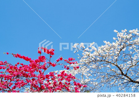 ハナモモ　花 40284158