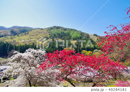 ハナモモ　花 40284181