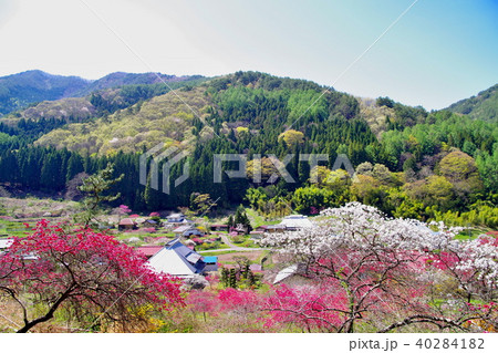 ハナモモ 花 ハナモモ 花 40284182