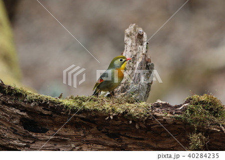 ソウシチョウ 40284235