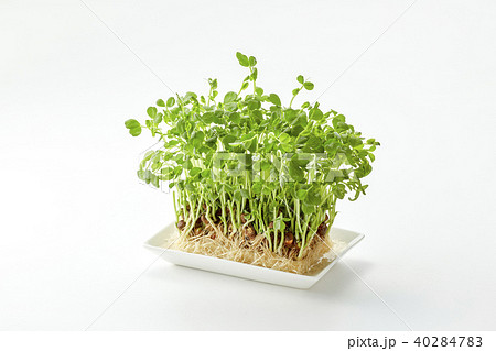 豆苗 pea sprouts(栽培5日目) 豆苗 pea sprouts(栽培5日目) 40284783