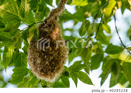 Eurasian penduline tit nest 40285238