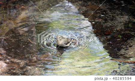 水浴びするキビタキのメス：Narcissus Flycatcher 40285594