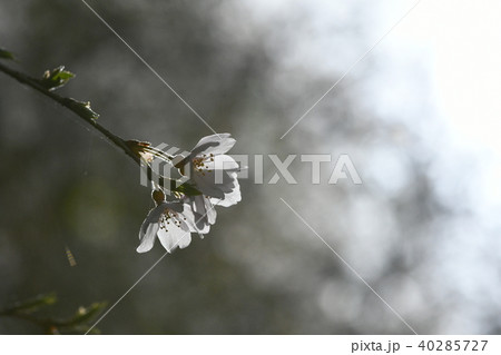 春の息吹 40285727