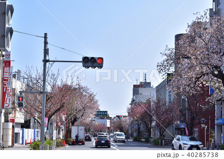 桜新町の桜並木 40285738