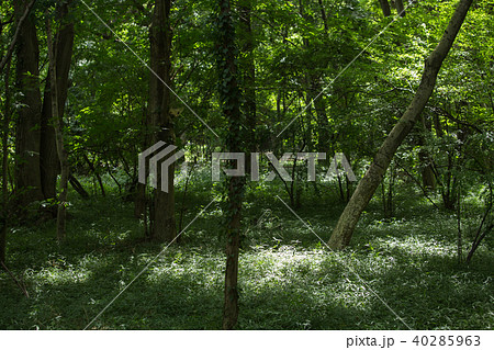 神代植物園雑木林 40285963