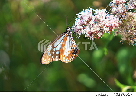 アサギマダラ アサギマダラ 40286017