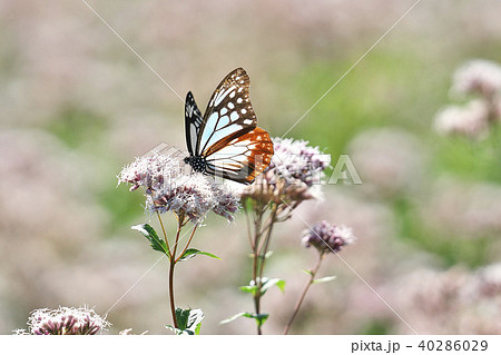 アサギマダラ アサギマダラ 40286029