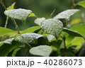 雨の日 40286073