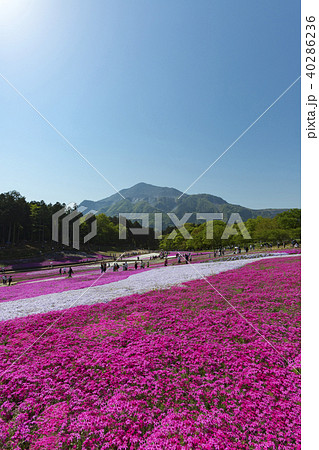 秩父羊山公園 秩父羊山公園 40286236
