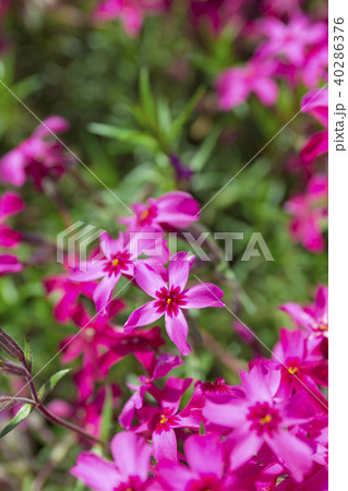 秩父羊山公園 40286376