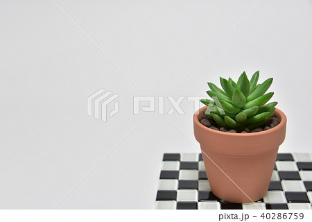 多肉植物　タマツヅリ 40286759