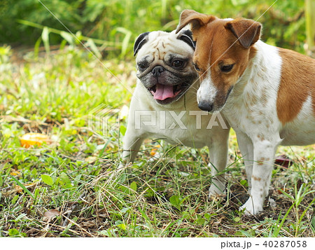 selective focus on a lovely cute white fat pug dog 40287058