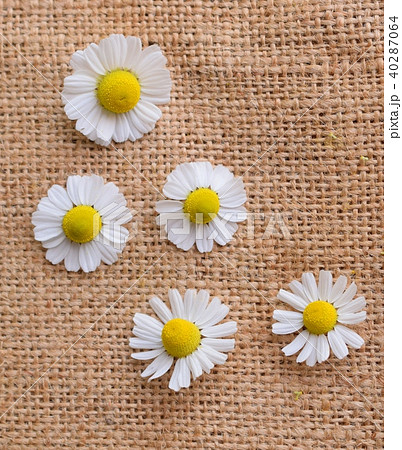 麻布の上に置いたカモミールの花びら、室内 40287064
