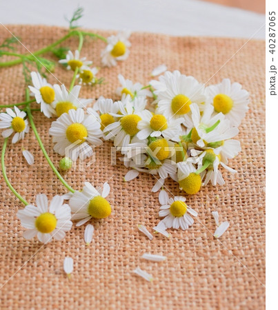 麻布の上に置いたカモミールの花びら、室内、ナチュラル 40287065