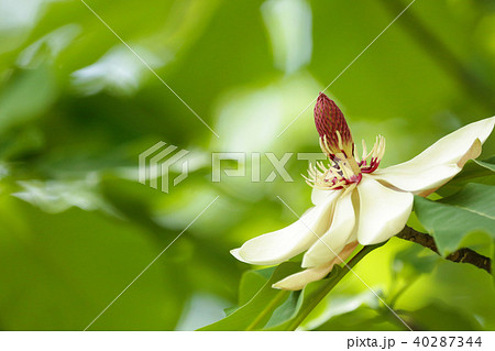 ホオノキの花 ホオノキの花 40287344