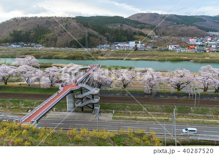 宮城 白石川堤一目千本桜 shiroishikawa senbonsakura 宮城 白石川堤一目千本桜 shiroishikawa senbonsakura 40287520