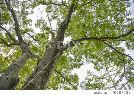 公園の自然の風景 40287585