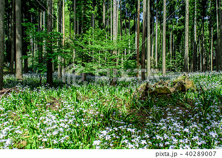 シャガ群生地　水源の里　京都　綾部 40289007